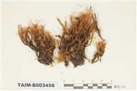 藏品(紫萼苔科)的圖片